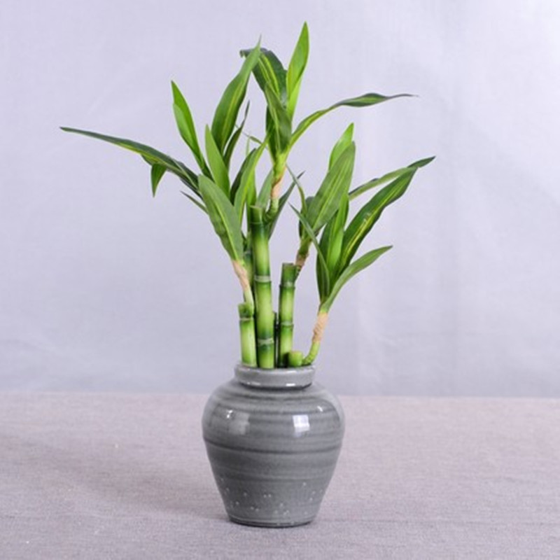 New 40cm rFtificial Lucky Bamb - Desk Setup At Home ulasan dan harga